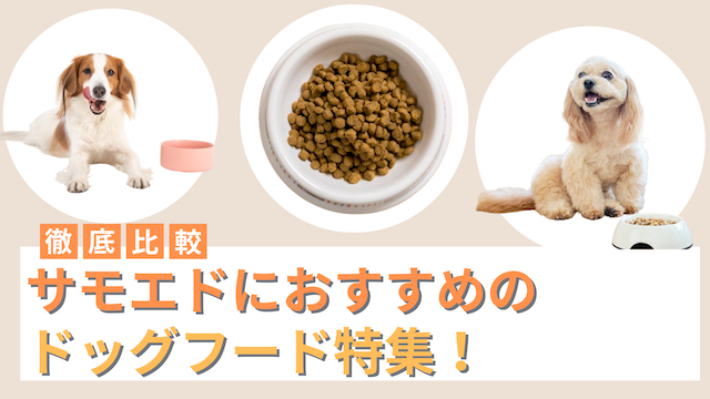 サモエドにおすすめのドッグフード16選！ご飯を食べない時の原因