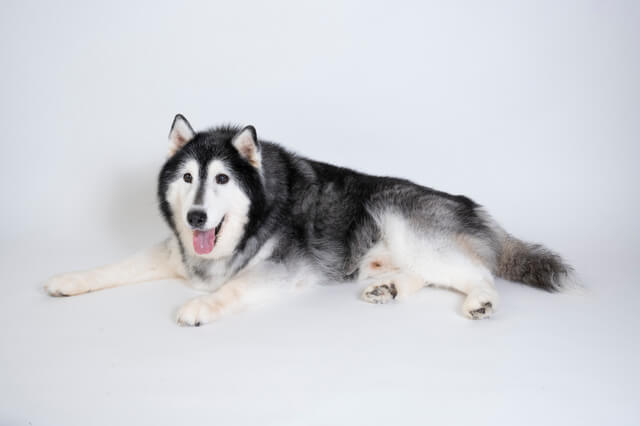 シベリアンハスキー