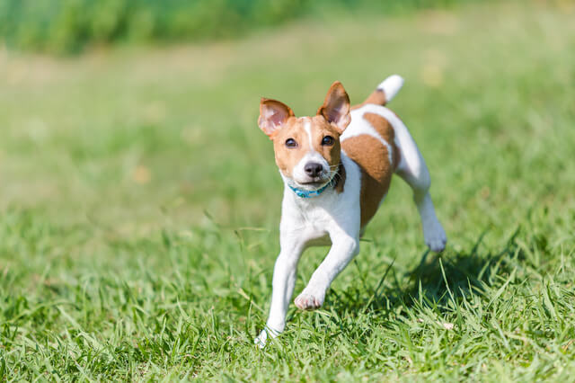 ジャックラッセルテリア