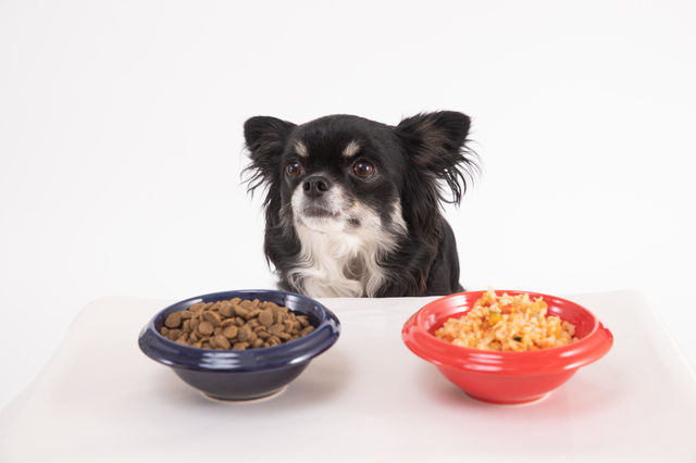 チワワとフード