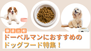 ドーベルマンにおすすめのドッグフード16選！ご飯の与え方