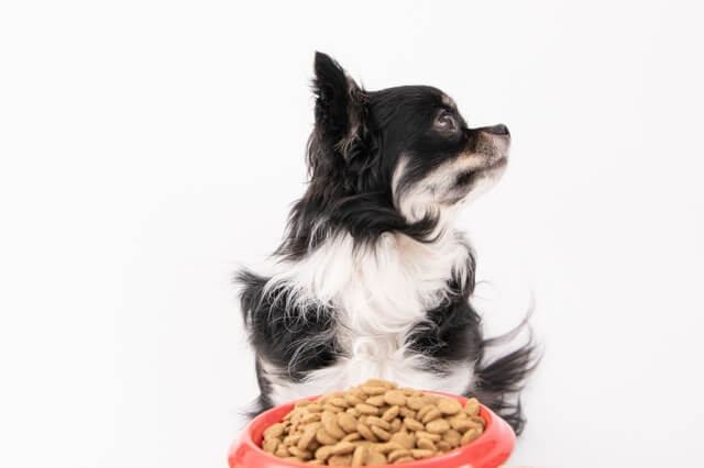 フードの好き嫌いが激しい犬