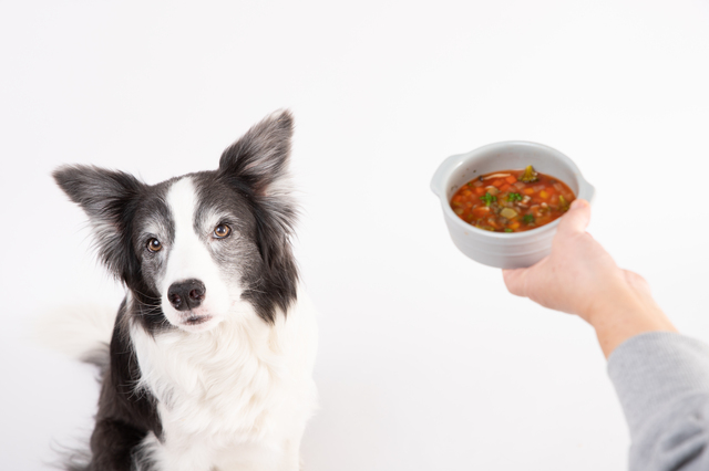 フードを与えられようとしている犬