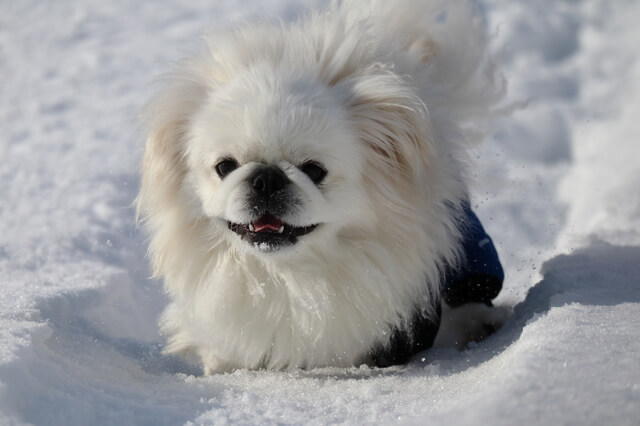 ペキニーズ