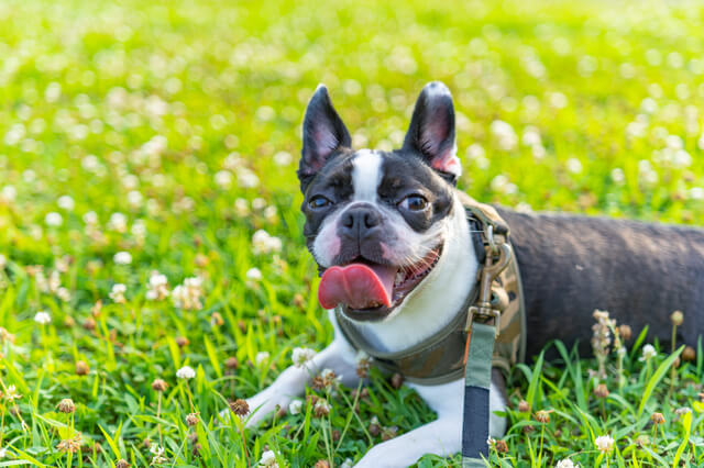 ボストンテリア