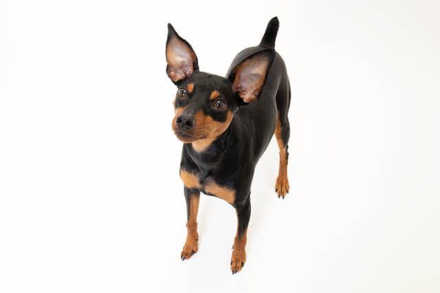 ミニチュアピンシャー