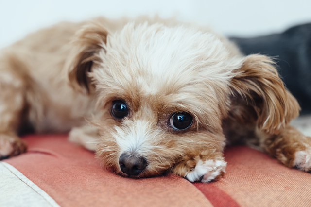 伏せているチワプー