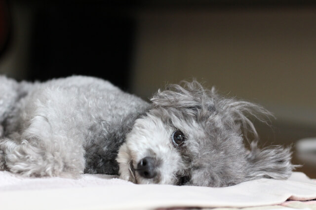 寝転びながら外を眺める犬