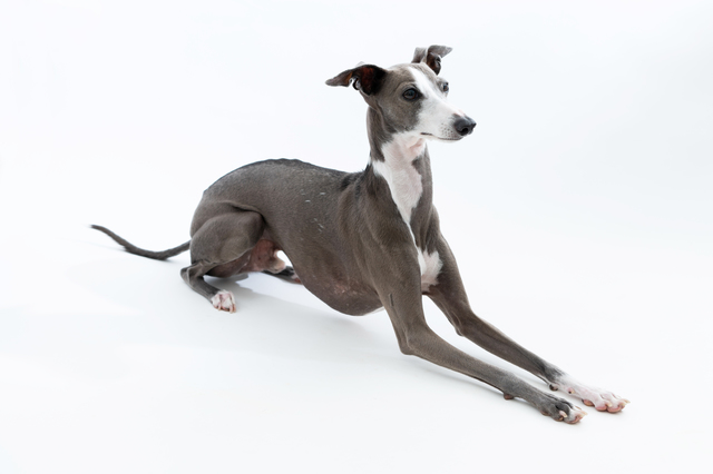 座っているイタリアングレーハウンド