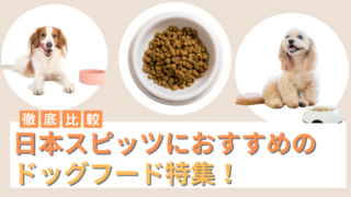 日本スピッツにおすすめのドッグフード14選！フードの選び方も解説