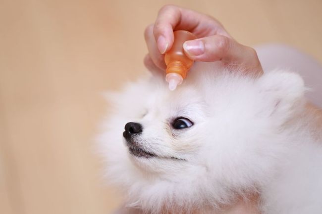 涙やけ ケアシート