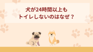 犬が24時間以上トイレしないのはなぜ？考えられる原因や飼い主さんができる対応