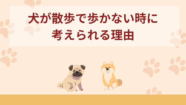 犬が散歩で歩かない時に考えられる6つの理由！対処法やNG行動を解説