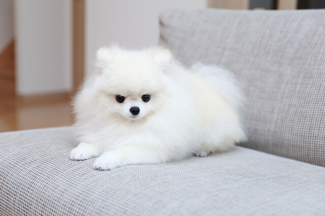 白いポメラニアン