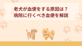 老犬が血便をする原因は？心配いらいない血便と病院行くべき血便を解説