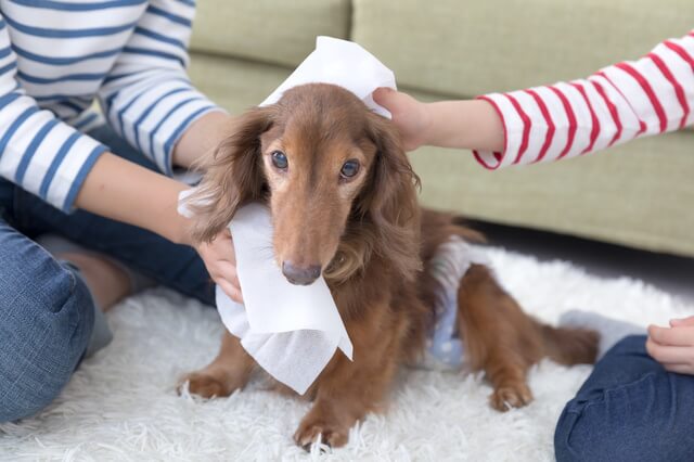 老犬のお世話をする人