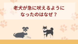 老犬(シニア犬)が急に吠えるようになったのはなぜ？無駄吠えの原因と対策！