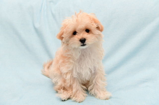 茶色いマルプー