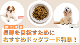 長寿を目指すドッグフードおすすめ4選！長生きしてもらう方法を解説