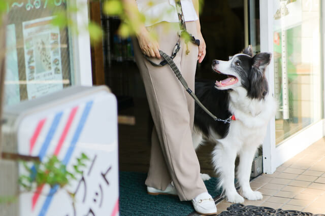 飼い主さんとボーダーコリー