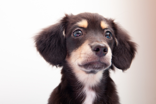 黒いチワックス