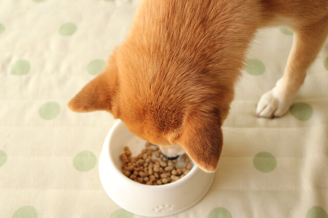 ご飯を食べる柴犬