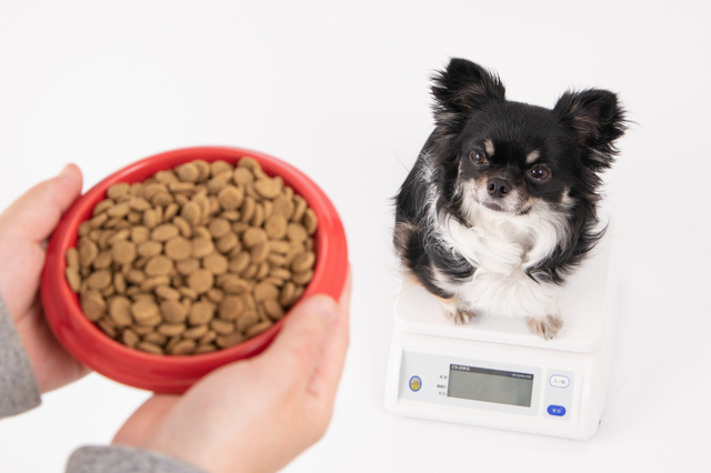 ドッグフードと計測器に乗るチワワ