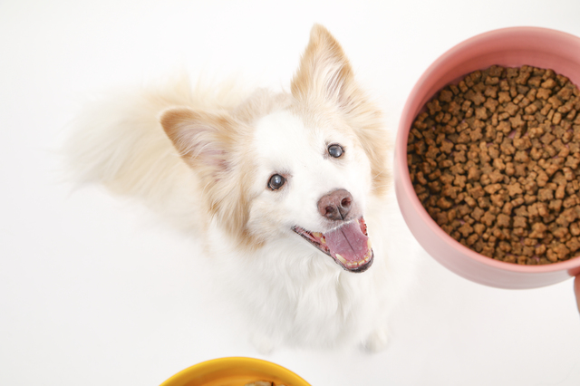 ドッグフードを与えられる中型犬