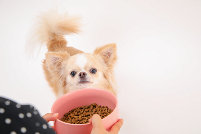 フードをのぞこうとする犬
