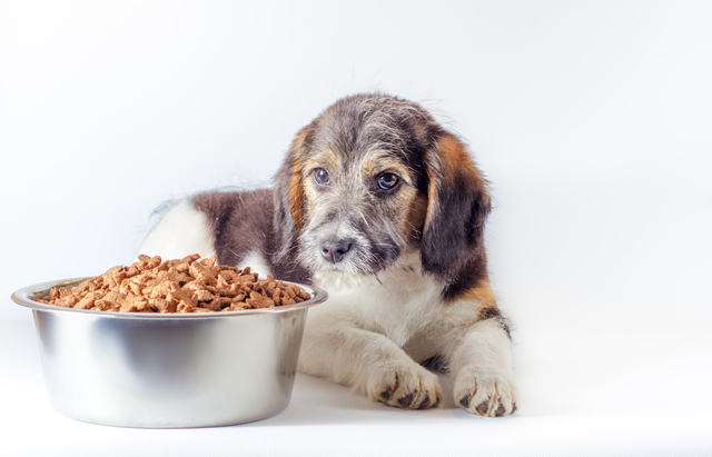 子犬とドッグフード