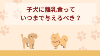 子犬に離乳食っていつまで与えるべき？ドライフードはいつから与えるべきか解説