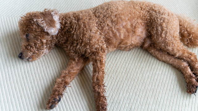 横たわっている犬