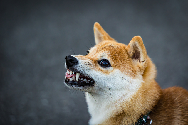 歯をむき出しにしている犬