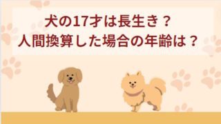 犬の17才は長生き？犬の平均寿命や人間換算した場合の年齢！