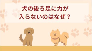 犬の後ろ足に力が入らないのはなぜ？考えられる原因や飼い主さんができる対応