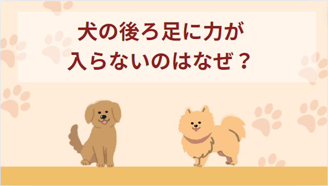 犬の後ろ足に力が入らないのはなぜ？考えられる原因や飼い主さんができる対応