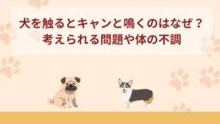 犬を触るとキャンと鳴くのはなぜ？考えられる問題やよくある質問などもご紹介
