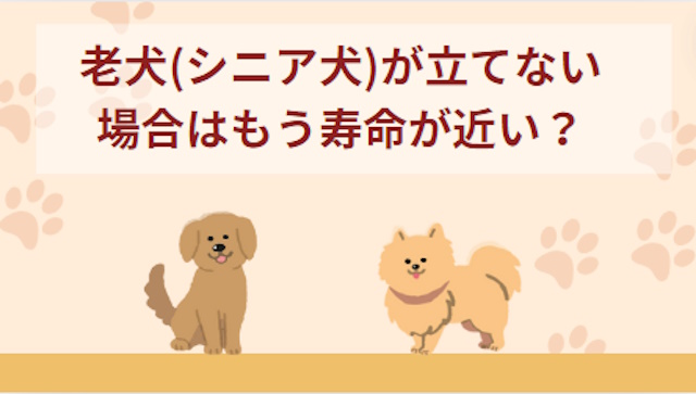 老犬が立てない場合は寿命が近い？寿命が近い犬に見られる特徴