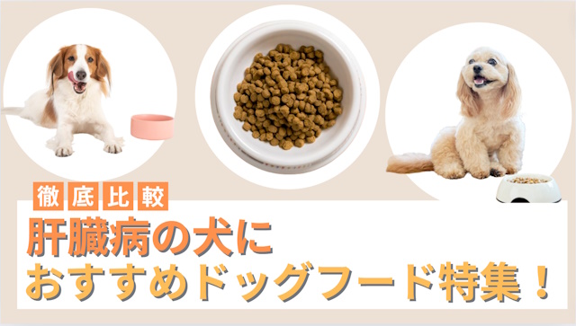 肝臓病の犬におすすめのドッグフード3選！原因やおやつは与えていいのかも解説