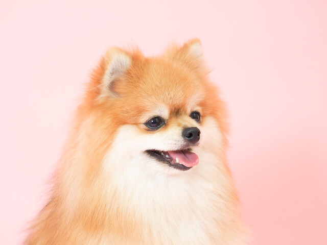 舌を出している犬