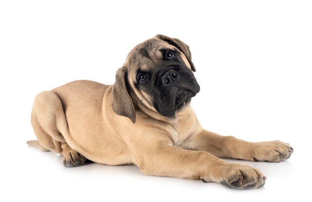 首をかしげる犬