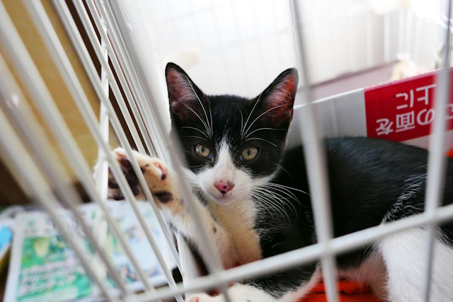 ケージに入っている猫
