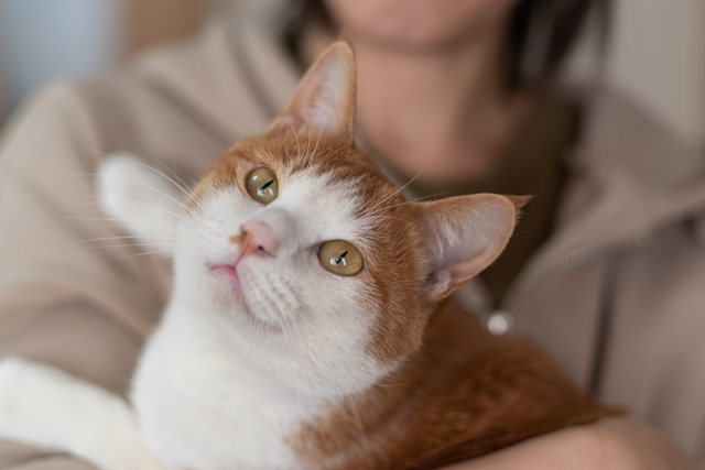 ペットシッターと猫