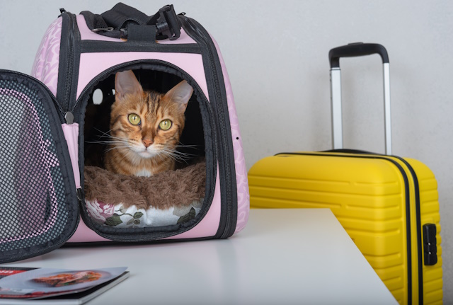 ペットホテルへ預けられる猫