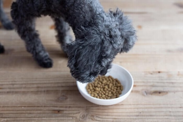 Leo&Lea(レオアンドレア)ドッグフードの匂いを嗅ぐ犬