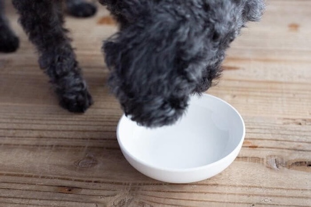 Leo&Lea(レオアンドレア)ドッグフードを完食した犬