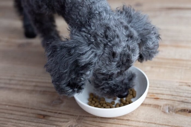 Leo&Lea(レオアンドレア)ドッグフードを食べている犬