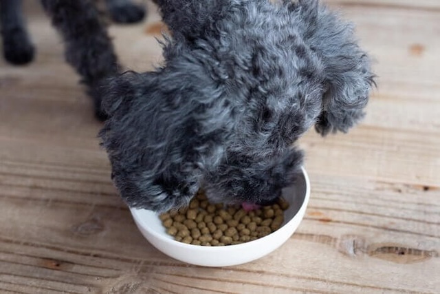 Leo&Lea(レオアンドレア)ドッグフードを食べ始める犬