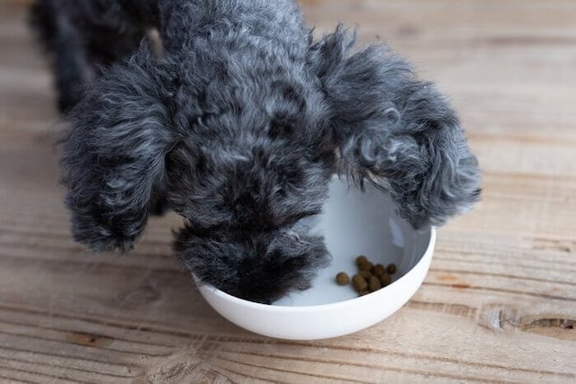 Leo&Lea(レオアンドレア)ドッグフードを食べ終わりそうな犬