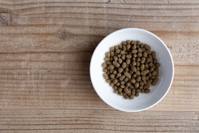 お皿に入ったLeo&Lea(レオアンドレア)ドッグフード